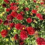 Gaillardia pulchella花