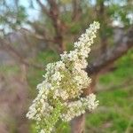 Buddleja asiatica Цвят