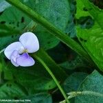 Vigna vexillata Flor