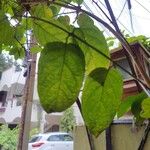 Combretum indicum Folha