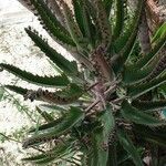 Kalanchoe rosei Leaf