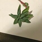 Euphorbia polygalifolia Листок