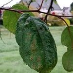 Malus baccata Blad