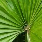 Livistona chinensis Folha