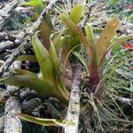 Tillandsia utriculata Leaf