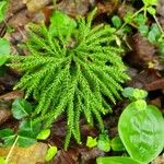 Lycopodium dendroideum Habitus