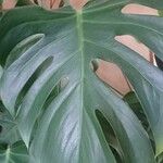 Monstera minima List