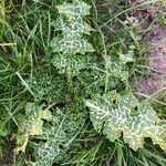 Silybum marianum Leaf