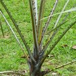 Livistona australis Likasa