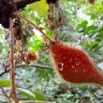 Cnestis corniculata Fruit