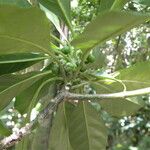 Tetrorchidium rotundatum Fruit