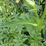 Cirsium oleraceum पत्ता