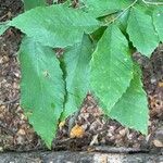 Castanea pumila Leaf