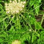 Daucus carotaFlor