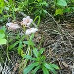 Chimaphila umbellata Λουλούδι