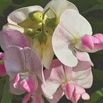 Lathyrus odoratus Blomma