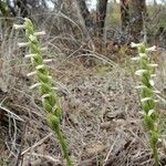 Spiranthes cernua Flower