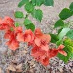 Bougainvillea glabra Květ