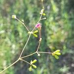 Boerhavia diffusa പുഷ്പം