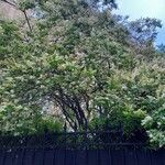 Ligustrum sinense Kita