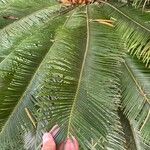 Cycas taiwaniana Лист