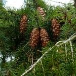 Pseudotsuga menziesii Gyümölcs