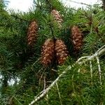 Pseudotsuga menziesii Ffrwyth