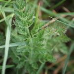 Daucus muricatus Лист