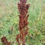 Rumex aquaticus পাতা