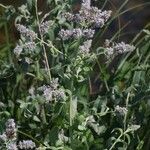 Mentha longifolia Flower