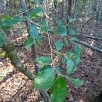 Vaccinium arboreum Leaf