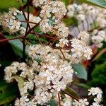 Photinia × fraseri Цветок