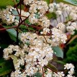 Photinia × fraseri Flower