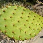 Opuntia oricola Hàbitat