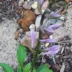 Hosta plantagineaЦвят