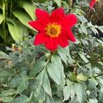 Dahlia coccinea Folha