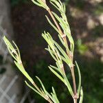 Spergularia media Leaf