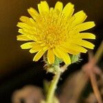 Sonchus arvensis 花