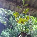 Dendrobium closterium Flower
