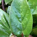 Ficus assamica Leaf