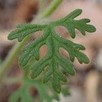 Teucrium botrys Feuille