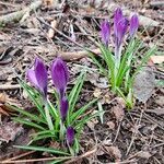 Crocus vernus অভ্যাস