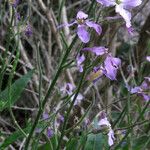 Hesperis laciniata Plod