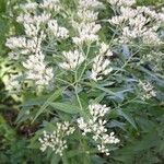 Eupatorium altissimum Flower