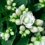 Kalanchoe blossfeldiana Flower