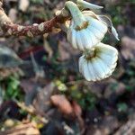 Edgeworthia tomentosa autre