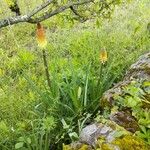 Kniphofia uvariaŽiedas