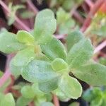 Portulaca umbraticola Feuille