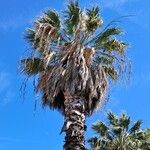 Washingtonia filifera Blad