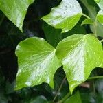 Hedera hibernica पत्ता